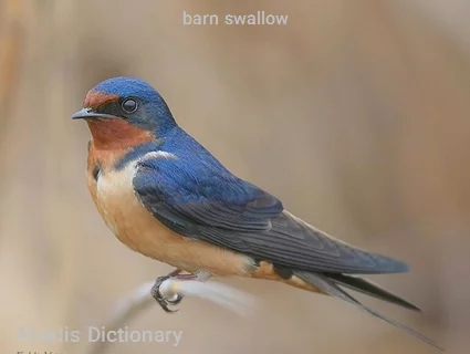 barn swallow
